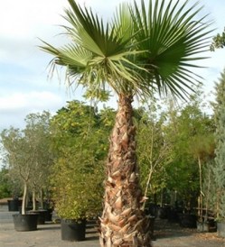 Washingtonia robusta_kat